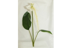 Ramo Di Orchidea Bianca Tacca Con Foglie Da 85 Cm