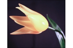 Tulipano Gambo Lungo Da 70 Cm Diametro 9 Cm